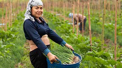 Group of Asian women farmers harvesting onions on a farm in the countryside of Thailand.